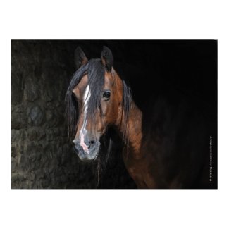 Welsh section D cob mare print print
