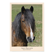 Welsh Section D poster or print print