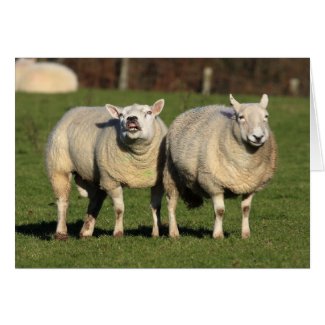 Welsh Sheep card