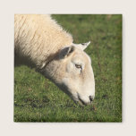 Welsh Sheep magnets