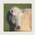 Welsh Sheep magnets