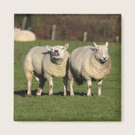 Welsh Sheep magnets