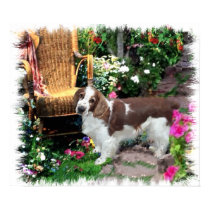 Welsh Springer Spaniel Art Print