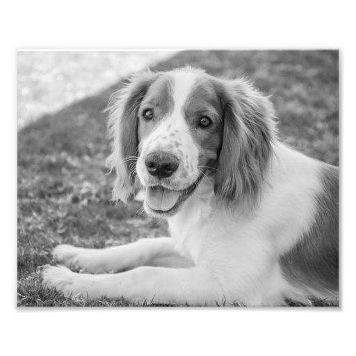 black and white springer spaniel teddy