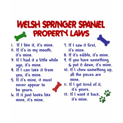 Create a laugh, or two, with our humorous Welsh Springer Spaniel Property 