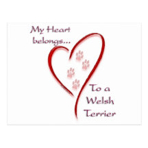 Welsh Terrier Heart Belongs Postcards