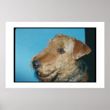 Welsh Terrier Poster