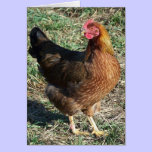 Welsummer Hen Out in the Sunshine cards