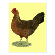 Welsummer Hen Postcard