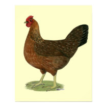 Welsummer Hen Poster