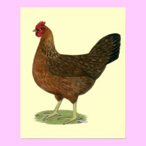 Welsummer Hen posters