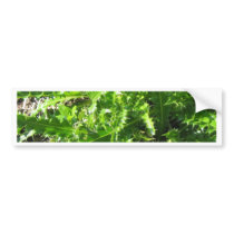 Welted Thistle bumper stickers