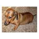 Wenie dog posters by lucky13skull Wenie dog posters