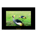 West African Crowned Cranes posters by RKulat West African Crowned Cranes posters