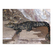 West African Dwarf Croc - Osteolaemus tetraspis posters