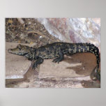 West African Dwarf Croc - Osteolaemus tetraspis posters