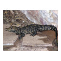 West African Dwarf Croc - Osteolaemus tetraspis posters by LisasLair West African Dwarf Croc - Osteolaemus tetraspis posters