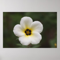 West Borneo Flower Posters