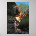 West Fork Canyon Forest 1178 posters