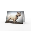 West Highland Terrier Card by ycarns West Highland Terrier Card