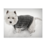 West Highland Terrier in Sweater in the Snow Postcard
