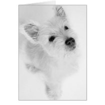 West Highland Terrier Pup cards by waggytails West Highland Terrier Pup cards