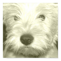 West Highland White posters by spottydog06 West Highland White posters