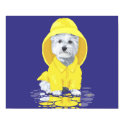 West Highland White Terrier April Showers posters