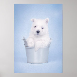 http://rlv.zcache.com/west_highland_white_terrier_puppy_poster-rb57997e83a1d4ae3853f86af2b3aeb11_83lhc_8byvr_324.jpg