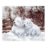 West Highland White Terriers in the Snow posters