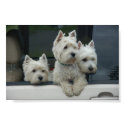 West Highland White Terriers posters by Kohnke West Highland White Terriers posters