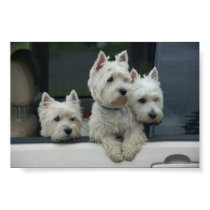 West Highland White Terriers posters
