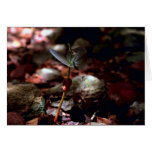 West Indian Mahogany Seedling cards
