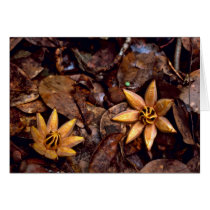 West Indian Mahogany Seedling Greeting Cards