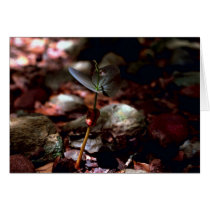 West Indian Mahogany Seedling Greeting Card