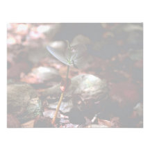 West Indian Mahogany Seedling Custom Invites