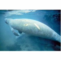 West Indian manatee photo sculptures by animalpark West Indian manatee photo sculptures
