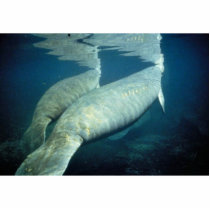 West Indian manatee photo sculptures by animalpark West Indian manatee photo sculptures