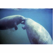 West Indian manatee photo sculptures by animalpark West Indian manatee photo sculptures