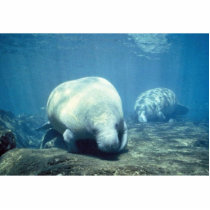 West Indian manatee photo sculptures by animalpark West Indian manatee photo sculptures