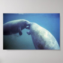 West Indian manatee Posters