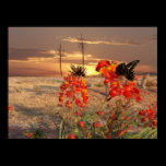 West Texas Sunset posters