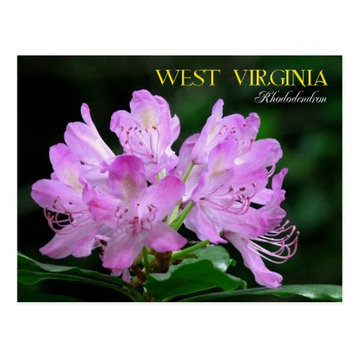 List 100+ Images what is the state flower of west virginia Latest