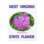 West Virginia State Flower T-Shirts &amp; Gifts Post Card