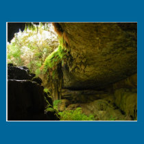 Westcave Preserve Postcard postcards