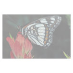 Western admiral on red Indian paintbrush flower Customized Stationery