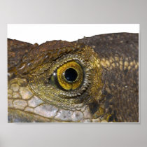 Western Basilisk Print