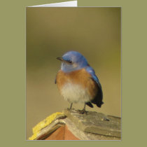 Western Bluebird 2 Card