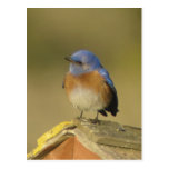 Western Bluebird 3 Postcard