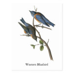 Western Bluebird, John Audubon Post Card